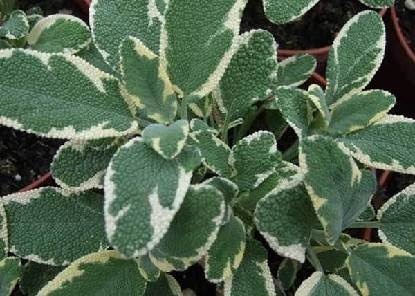 Salvia officinalis Creme dela creme / Fehértarka orvosi zsálya