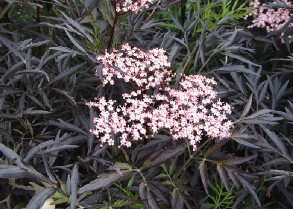Sambucus Nigra Black Lace / Szeldelt bordó levelű bodza