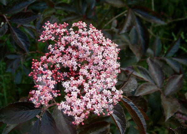 Sambucus nigra Thundercloud / Bordó levelű bodza