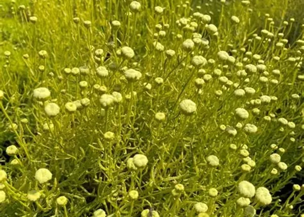 Santolina Viridis Lemon Fizz / Sárga lombú cipruska