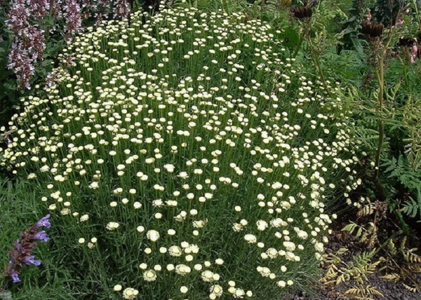 Santolina etrusca / Fehér virágú cipruska