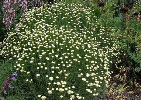 Santolina etrusca / Fehér virágú cipruska