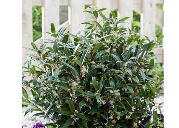 Sarcococca hookeriana / Bogyóspuszpáng