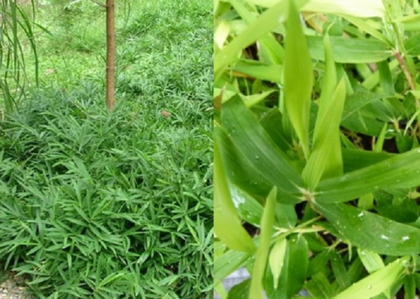 Sasaella ramosa / Törpe bambusz