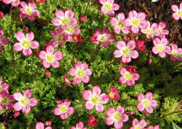 Saxifraga arendsii Rose / Kőtörőfű rózsaszín