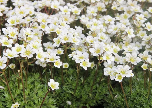 Saxifraga arendsii White / Kőtörőfű fehér