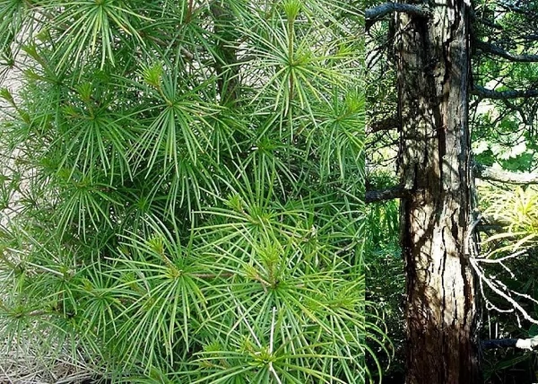 Sciadopitys verticillata / Japán ernyőfenyő