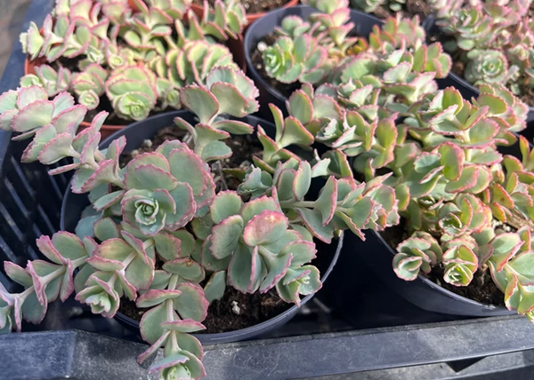 Sedum sunsparkler Lime Zinger / Varjúháj