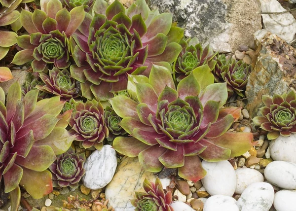 Sempervivum Tectorum / Kövirózsa