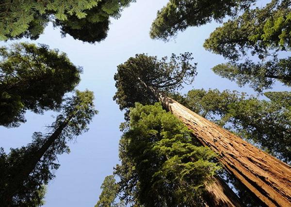 Sequoiadendron giganteum / Óriás mamutfenyő