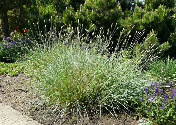 Sesleria nitida / Olasz nyúlfarkfűl