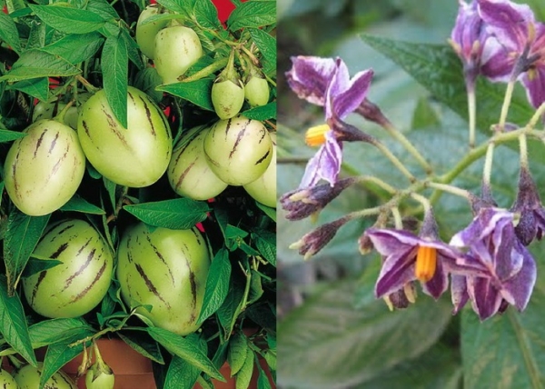 Solanum muricatum Pepino Gold / Balkondinnye