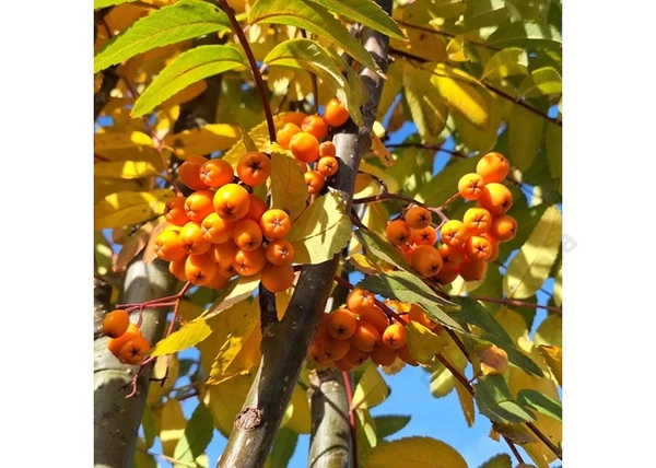 Sorbus arnoldiana golden wonder / Sárga Madárberkenye