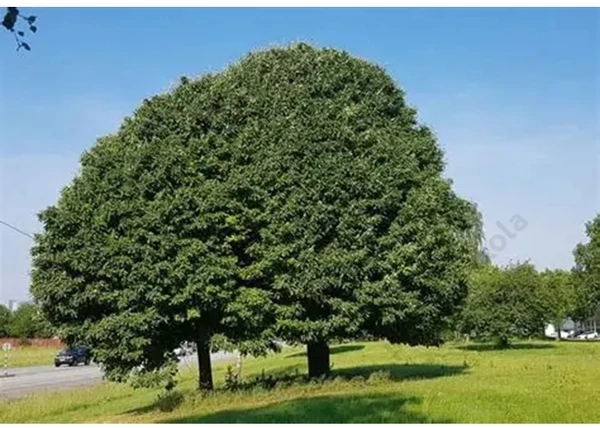 Sorbus x rotundifolia Bükkszépe / Bükkszépe berkenye
