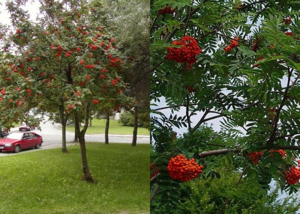 Sorbus aucuparia / Madárberkenye