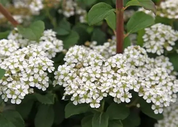 Spiraea nipponica Darts White Pearl / Törpe Nipponi gyöngyvessző