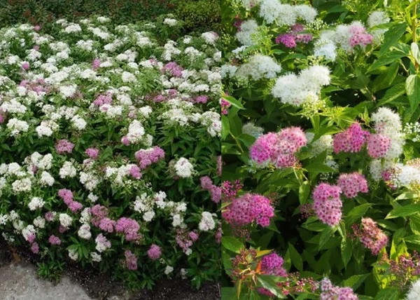Spiraea japonica Genpei Shirobana / Fehér-rózsaszín virágú japán gyöngyvessző