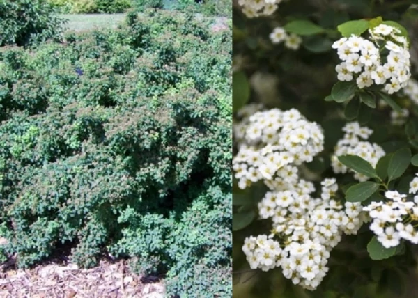 Spiraea nipponica Halward s Silver / Ezüst nipponi gyöngyvessző