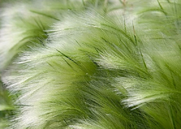 Stipa tenuissima Pony Tails / Mexikói árvalányhaj