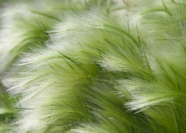 Stipa tenuissima Pony Tails / Mexikói árvalányhaj