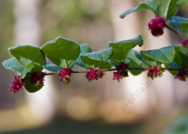 Symphoricarpos doorenbosii Magic Berry / Liláspiros hóbogyó