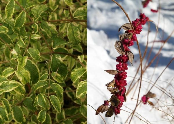 Symphoricarpos orbiculatus Variegatus / Tarkalevelű piros hóbogyó