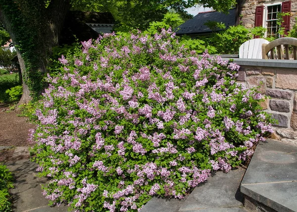 Syringa meyeri palibin / Törpe orgona