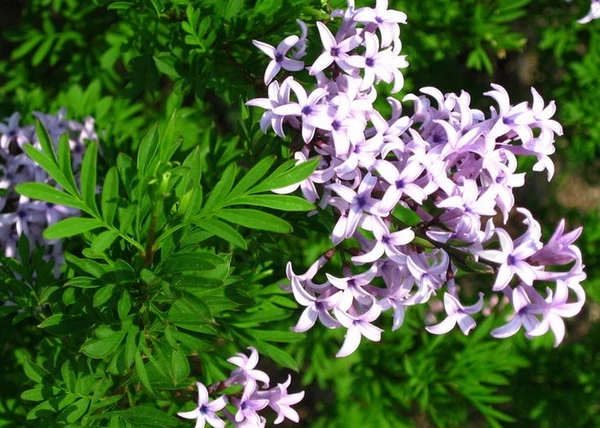 Syringa persica Laciniata / Szeldelt levelű perzsa orgona