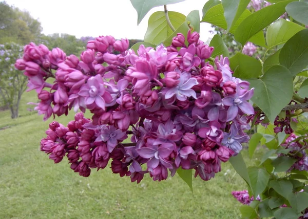 Syringa vulgaris Paul Thirion / Sötét bíborvörös orgona