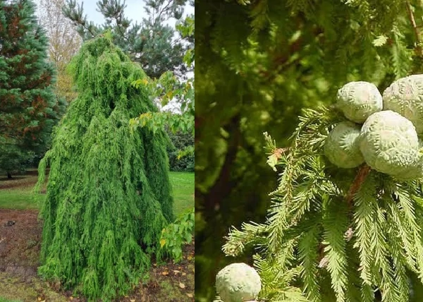 Taxodium distichum Pendula / Csüngő mocsárciprus