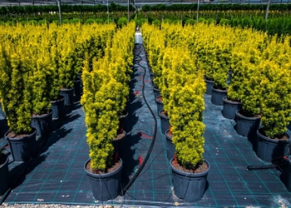 Taxus baccata Kleefeld / Aranylombú oszlopos tiszafa