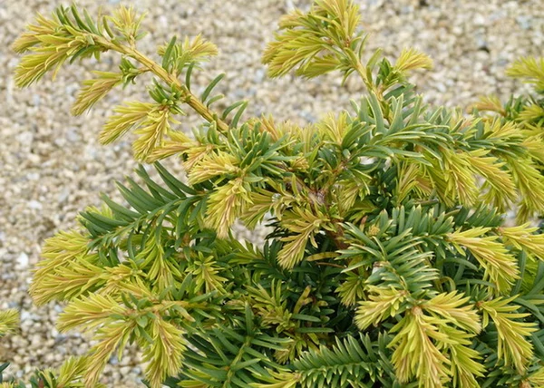 Taxus baccata Repandens Aurea / Srga terl tiszafa