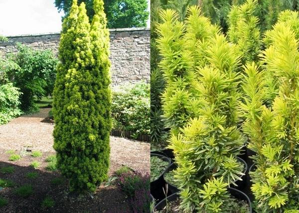 Taxus baccata Stricta Viridis / Oszlopos tiszafa