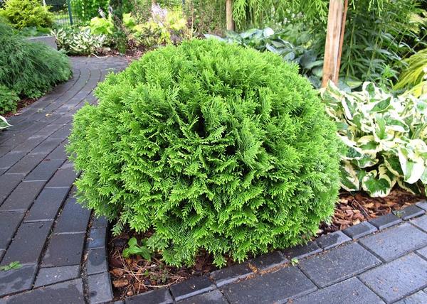 Thuja Occidentalis Tiny Tim / Törpe Nyugati Gömbtuja