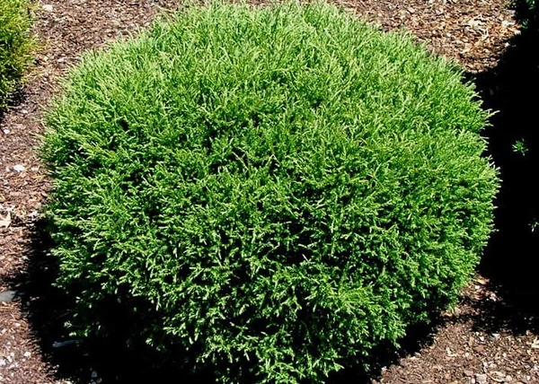 Thuja occidentalis Mr Bowling Ball / Törpe gömb nyugati tuja