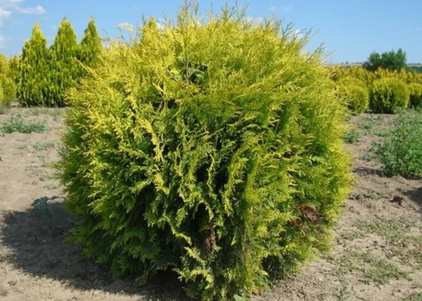 Thuja occidentalis / Golden globe Arany gömb tuja