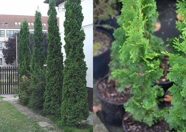 Thuja occidentalis Henezia / Henezia oszlopos tuja