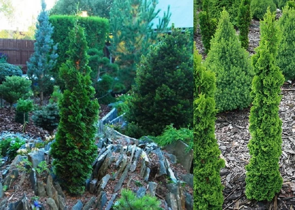 Thuja occidentalis Spiralis Mini / Törpe spirál tuja