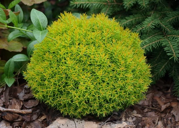 Thuja occidentalis Teddy Gold / Teddy törpe arany gömbtuja