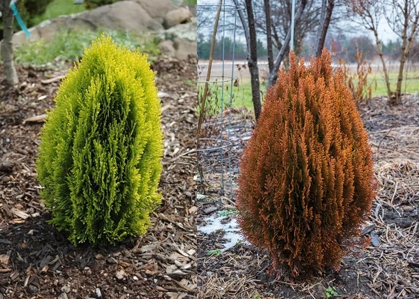 Thuja orientalis Morgan / Keleti tuja Morgan