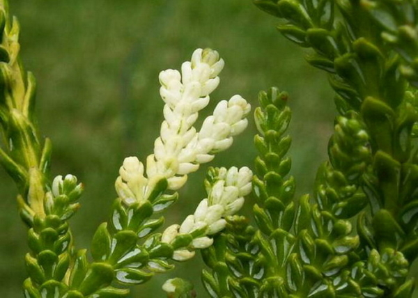 Thujopsis dolabrata variegata / Tarka levelű Japán hibatuja