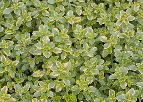 Thymus citriodorus 'Doone Valley' / Tarka citromillatú kúszó kakukkfű
