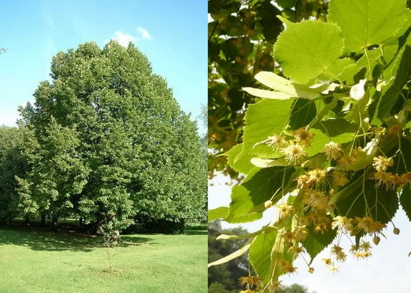 Tilia platyphyllos / Nagylevelű hárs