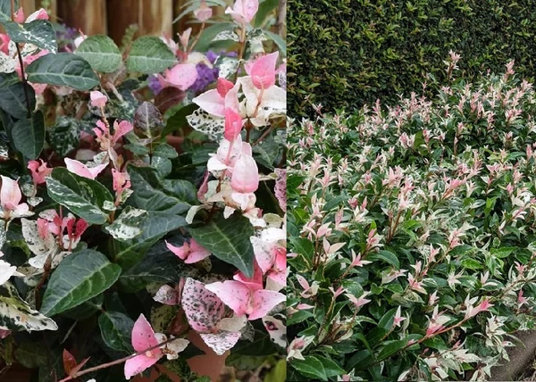 Trachelospermum Asiaticum Tricolor / Tarka levelű japán csillagjázmin