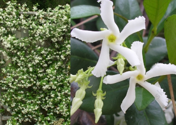 Trachelospermum jasminoides / Csillagjázmin