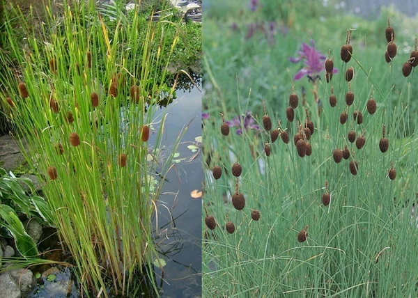 Typha minima / Apró gyékény