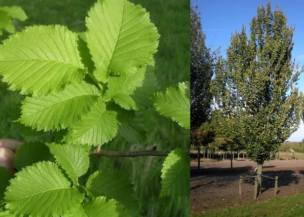 Ulmus hollandica Dampieri / Holland oszlopos szil