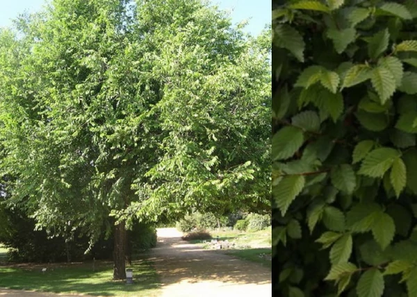 Ulmus pumila Puszta / Turkesztáni szil