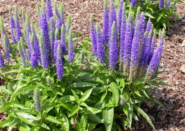 Veronica spicata Royal candles / Macskafarkú veronika