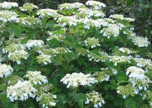 Viburnum opulus Compactum / Törpe bangita